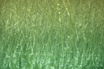 wild plant of green emerald color. marsh sedge grass, smooth background beautiful blurred bokeh, abstract background of green thin grass in dew drops