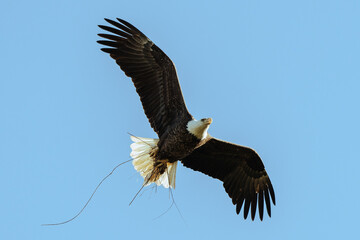 Bald Eagle Flying