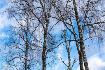 Birch trees without leaves on a blue sky with white clouds.