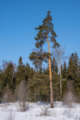 A single tall pine tree against a background of coniferous forest and blue sky.