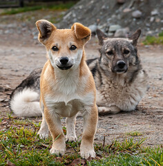 stray animals, two dogs looking at the viewer, a young ginger puppy and an adult dark-colored dog, village life
