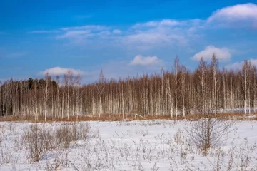 Photo sur Plexiglas Bouleau Un bosquet de bouleaux par une journée d& 39 hiver ensoleillée avec un ciel bleu et de légers nuages.
