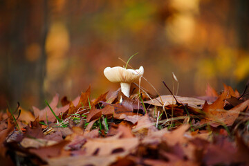 Grzyby w lesie © Marcin