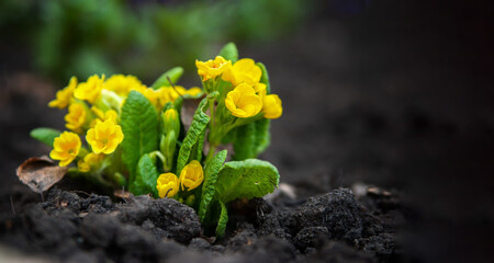 wildlife or gardening, yellow spring flowers and green leaves on black ground, backspace place