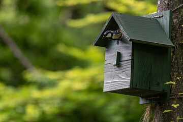 wooden bird house
