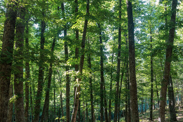 Bosque de castaños en el Castañar El Tiemblo. Ávila (España)