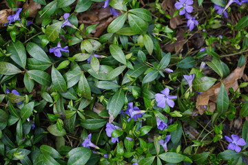 Forest litter with vinca minor flowering, violel flowers and evergreeen leaves. Natural background. Aerial view.