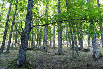Bosque de castaños en el Castañar El Tiemblo. Ávila (España)