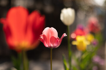red and yellow tulips