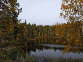 autumn trees reflected in water