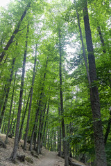Bosque de castaños en el Castañar El Tiemblo. Ávila (España)