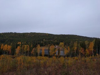 autumn forest in the mountains