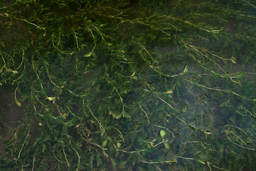 Obraz na płótnie Canvas underwater wild plants green landscape
