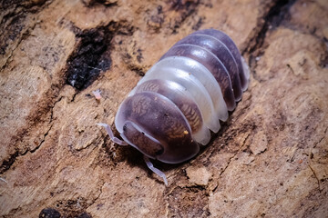 Isopod - Cubaris panda king, On the bark in the deep forest, macro shot isopods.