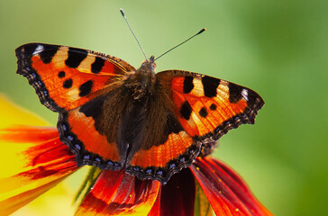 red butterfly on green background