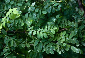 Fototapeta na wymiar green leaves in drops, close-up on a black background.