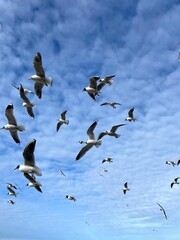Cute seagull flying by the Baltic Sea Kaliningrad region