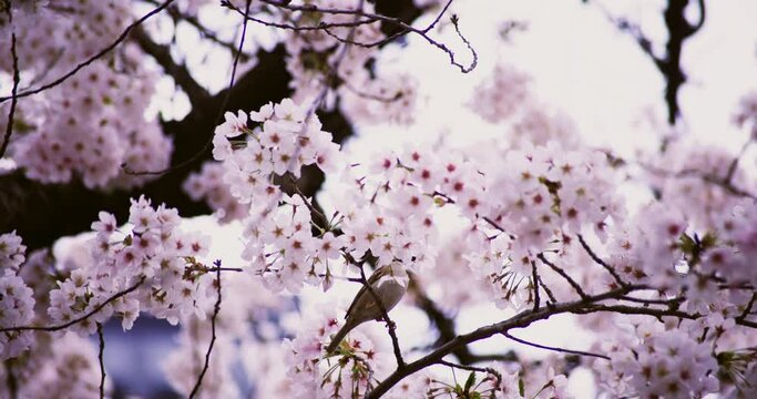 A high speed of cherry blossom at the park copyspace.
