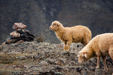 cute sheep graze in the mountains and look at the viewer close-up