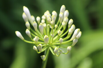 Fototapeta premium Lily before becoming flower in garden (Agapanthus)