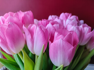 A bouquet of pink tulips on a red background. Lots of flowers. Close up
