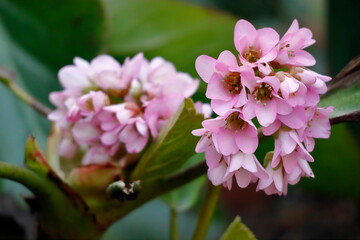 Blühender Steinbrech nach Ende des Winters im Garten