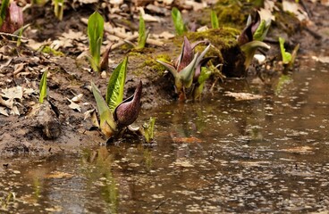 Eastern skunk cabbage is a low growing plant that grows in wetlands and moist hill slopes of eastern North America. Bruised leaves present a fragrance reminiscent of skunk.	