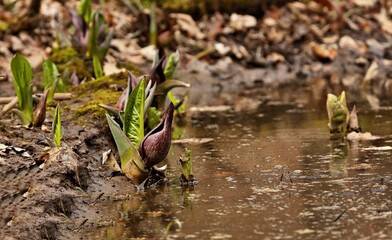 Eastern skunk cabbage is a low growing plant that grows in wetlands and moist hill slopes of eastern North America. Bruised leaves present a fragrance reminiscent of skunk.	
