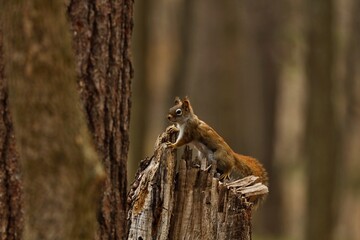 American red smallest squirrel. Wisconsin State Park.	