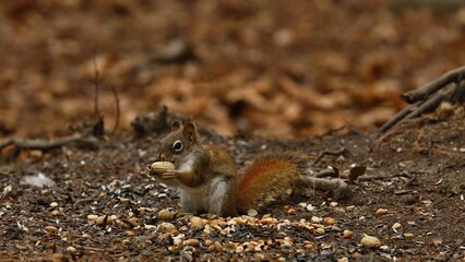 American red smallest squirrel. Wisconsin State Park.	