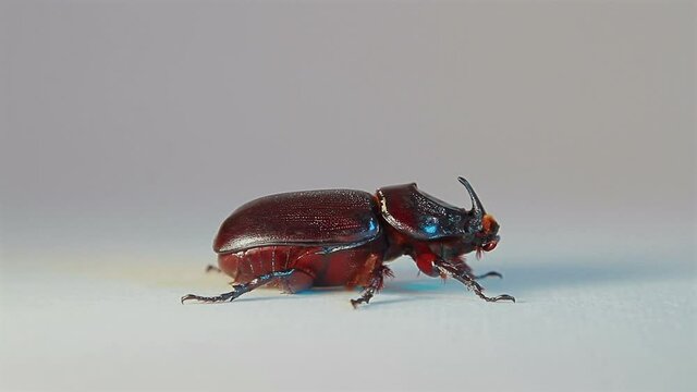 Bug rhinoceros creeping on a white background and changes direction