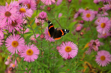 Butterfly on the summertime flowers.