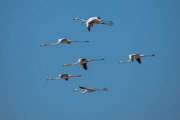 Flock of juvenile Flamingos flying through the sky together above nature reserve