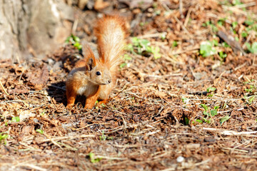 An orange fluffy squirrel descended from the tree onto a carpet of withered fallen leaves.