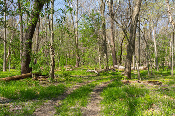 Fototapeta premium Trail through the savanna landscape.