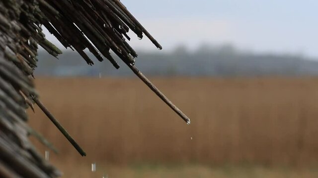 Close-up detail footage of rain drops on thatch roof. Old building made of traditional, natural, sustainable materials. Reed roof, village lifestyle on a rainy spring afternoon in Hungary.