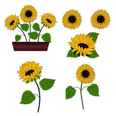 set of sunflowers