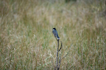 blackbird