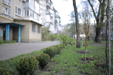 green bushes in the courtyard of a residential building. A row of green bushes of trees in the courtyard of the house. Landscaping.