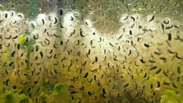 Nearly developed moor frog tadpoles inside eggs