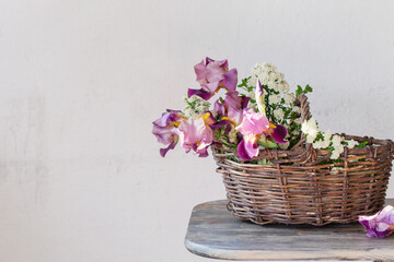 Irises in  basket on  wooden table against  background of  old white wall