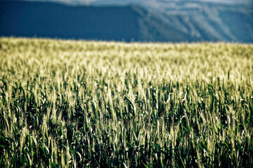Champs, Saint-Etienne-du-Valdonnez
