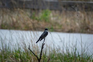 winged blackbird