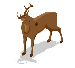 Isometric deer front view illustration. Proud Noble Deer male isolated on white background