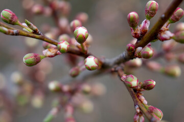 Sakura buds before opening. Selective focus.