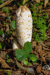 Shaggy Mane mushrooms (Coprinus Comatus)