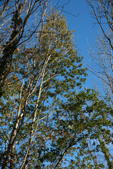 Autumn day in the forest