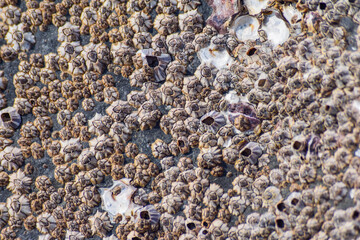 barnacle shells embedded with rock texture.