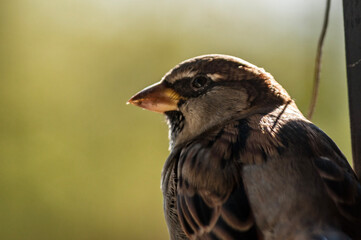 sparrow on a fence