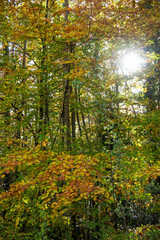 Fototapeta premium Autumn day in the forest